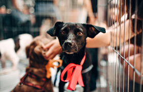 Weihnachtsbasar im Tierheim Mainz