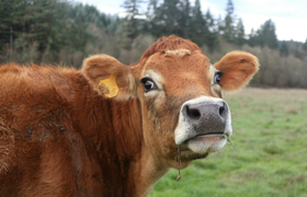 Domäne Mechtildshausen: Kuh Opening