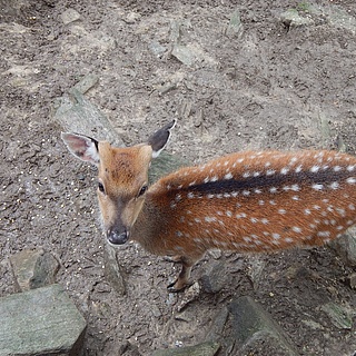 Kastanien für die Wildtiere