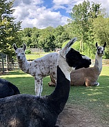 Vogelpark Schotten