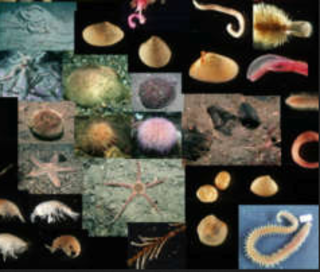 Abgesagt: Biologische Vielfalt im Meer