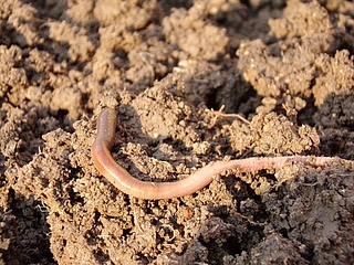 Schwerstarbeiter im Boden - Warum Regenwürmer so wichtig für unsere Böden sind