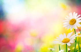 Kreativer Frühlingsmarkt