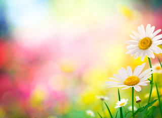 Kreativer Frühlingsmarkt