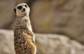Flohmarkt im Kobelt Zoo
