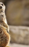 Flohmarkt im Kobelt Zoo