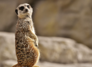 Flohmarkt im Kobelt Zoo