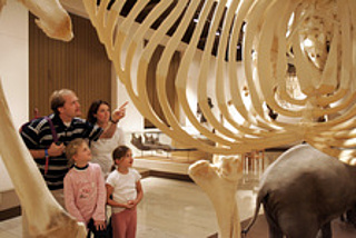 Vorlesestunde im Naturhistorischen Museum Mainz