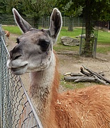 Opel-Zoo hat wieder geöffnet