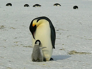 Forschungsreise zu den Pinguinen