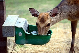 Sommer-Zooferien: Kleine Tierpfleger im Sommer