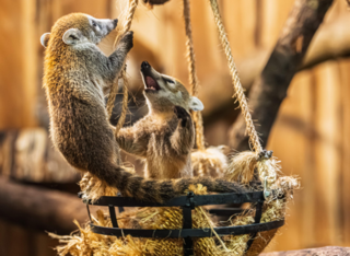 Junge Kletterkünstler im Opel-Zoo