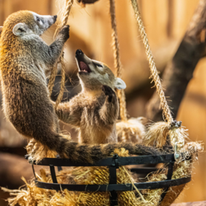 Junge Kletterkünstler im Opel-Zoo