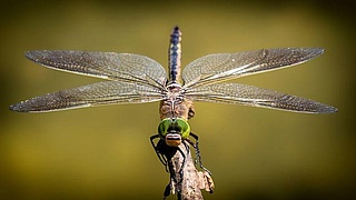 Thementag Insekten im StadtWaldHaus