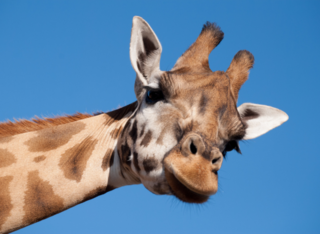 Zootag im Frankfurter Zoo