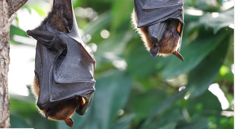 Entdeckt Die Veranstaltung Bau Der Fledermaus Ein Haus