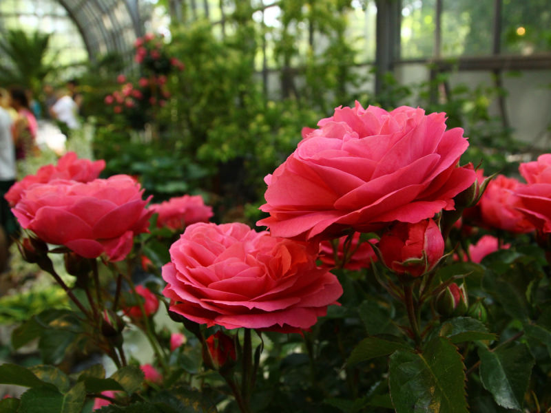 Entdeckt Die Veranstaltung Rosen Und Lichterfest In Frankfurt Am